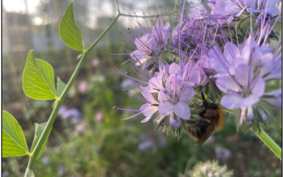 Expert Essay: Andy Dibben “Its not all about the Bees”