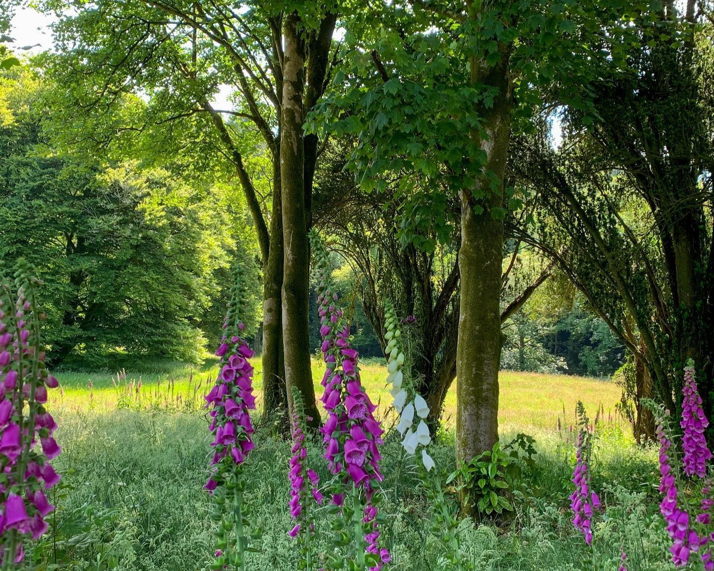 Dripsey Castle Estate woodlands OGI Internship host farm Dripsey Castle Estate