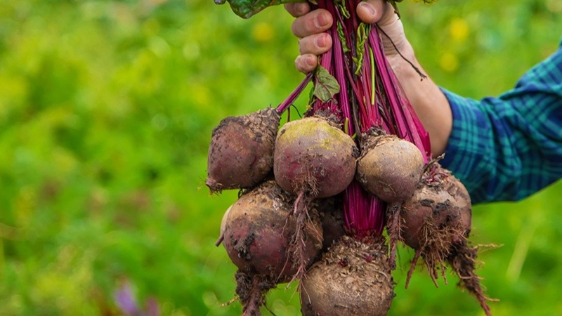 A man farmer holds a harvest of beets in his hands. Selective focus. Food. Join the Organic Growers of Ireland - Grower harvesting organic beetroot
