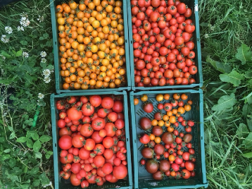 Glasrai Tomatoes