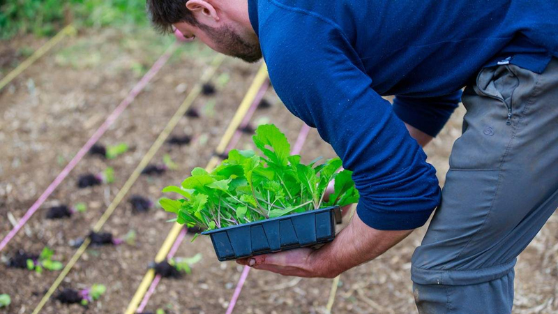 Grower planting seedlings in the ground Join the Organic Growers of Ireland - Growers planting seedlings organic vegetables