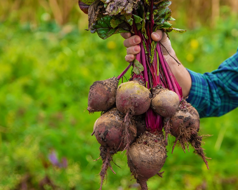 Holding harvested beetroot