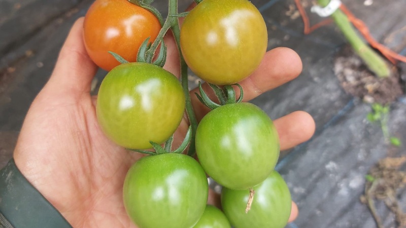 Irish Organic tomatoes from Moyleabbey Organic Farm Join the OGI - organic Irish tomatoes from Moyleabbey