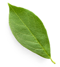 Leaf Green leaf