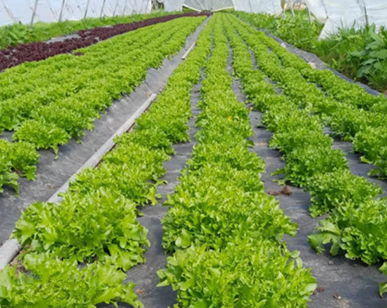 Millhouse Organic Farm OGI Internship Host Farm