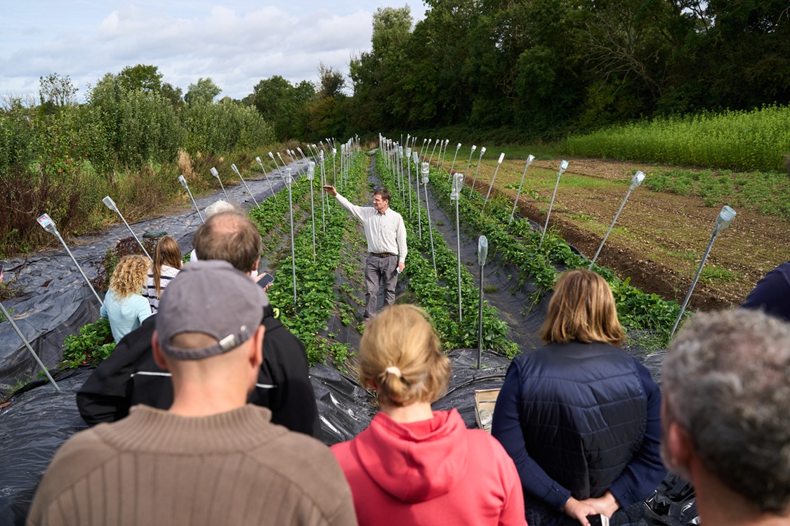 Moyleabbey Farm Walk_0926_Organic Field Veg OGI Focus Session at Moyleabbey Organic Farm and Teagasc Oak Park Orchard, Sept 2026 - Organic Strawberries growing