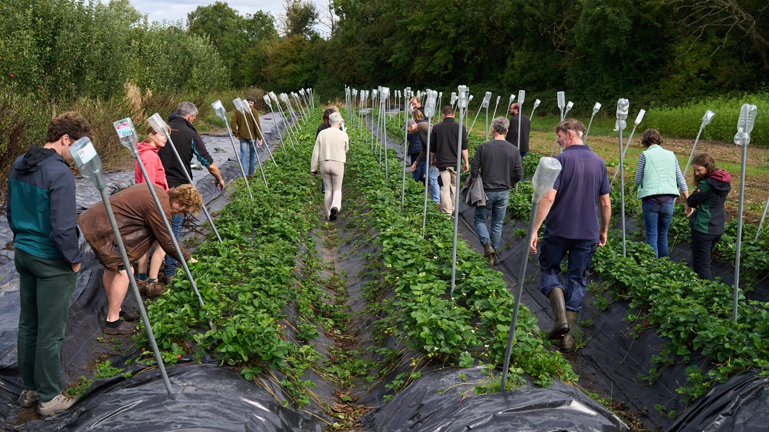 Moyleabbey Organic Farm_OGI Farm Walk_September 2026 OGI Focus Session at Moyleabbey Organic Farm and Teagasc Oak Park Orchard, Sept 2026