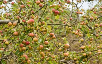 OGI Members Focus Session at Moyleabbey Organic Farm & Teagasc Oak Park Orchard