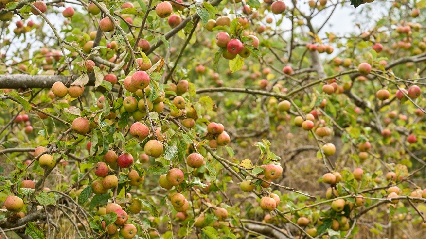 OGI Members Focus Session at Moyleabbey Organic Farm & Teagasc Oak Park Orchard