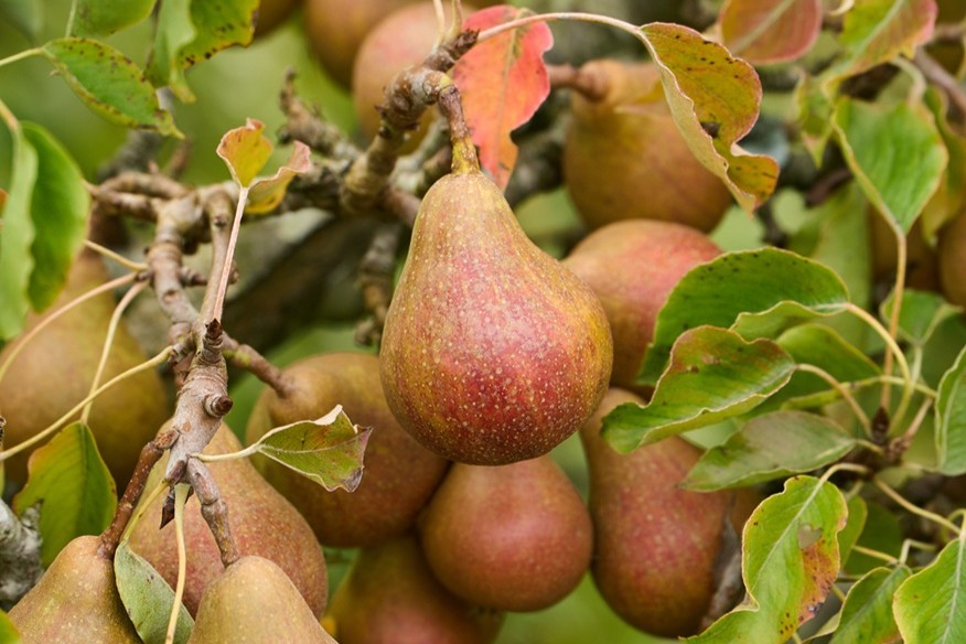 OGI Oak Park Orchard Farm Walk_0926_Pears 2 Orchard, Sept 2026 - orchard fruit