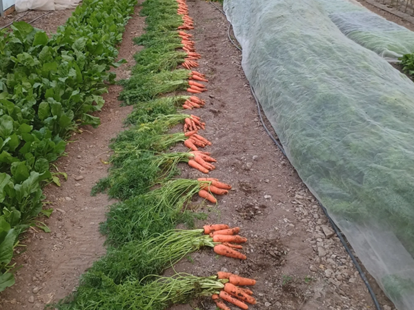 Redwood Market Garden Organic Carrots Organic Irish Carrots from Redwood Market Garden