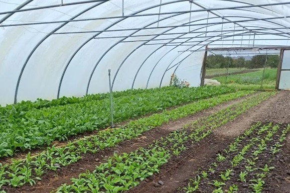 Irish organic vegetables growing in polytunnel
