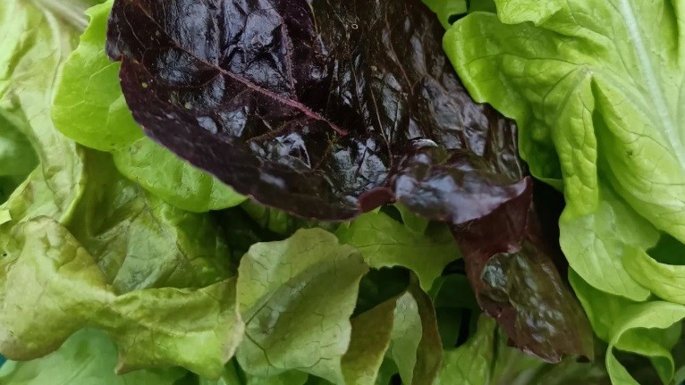 SavageGarden_SaladLeaves Make a donation to the OGI - fresh Irish organic salad leaves