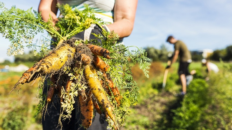Woman holding carrot, people working on allotment in background OGI Membership launches - harvesting organic vegetables