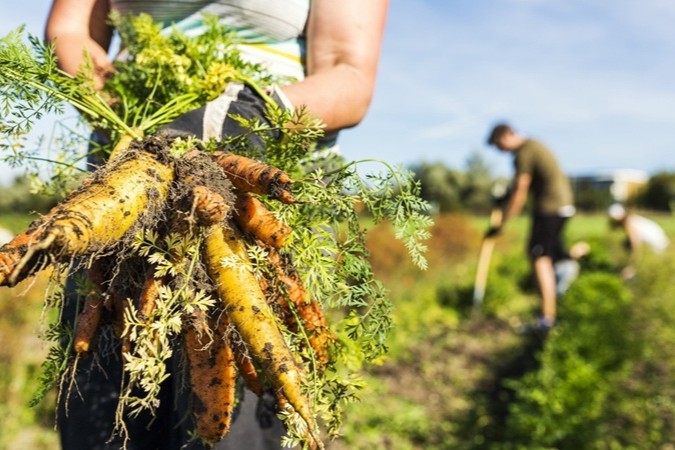 Woman holding carrot, people working on allotment in background Join the OGI - working in the fields harvesting veg