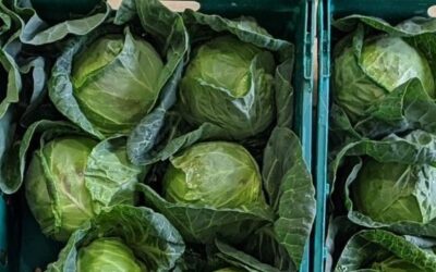 New retail opportunity for Irish Organic Growers