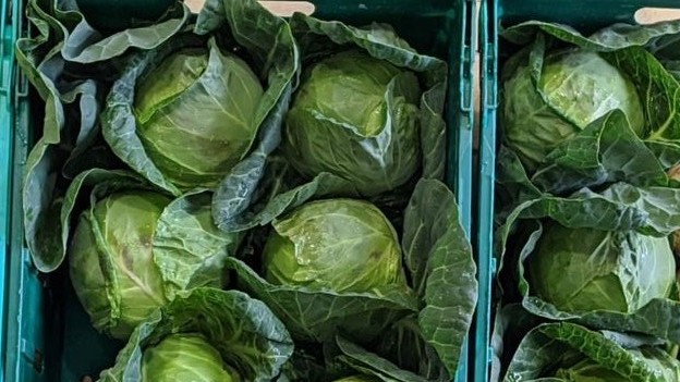 Irish organic cabbages